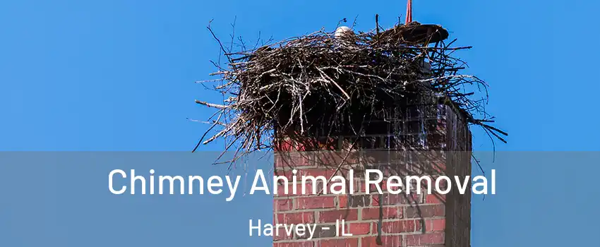 Chimney Animal Removal Harvey - IL